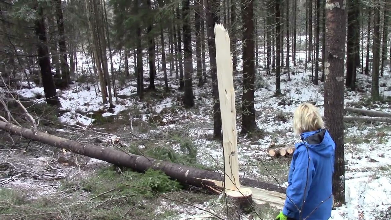 Lady kaataa ISON puun ja pari pientä...