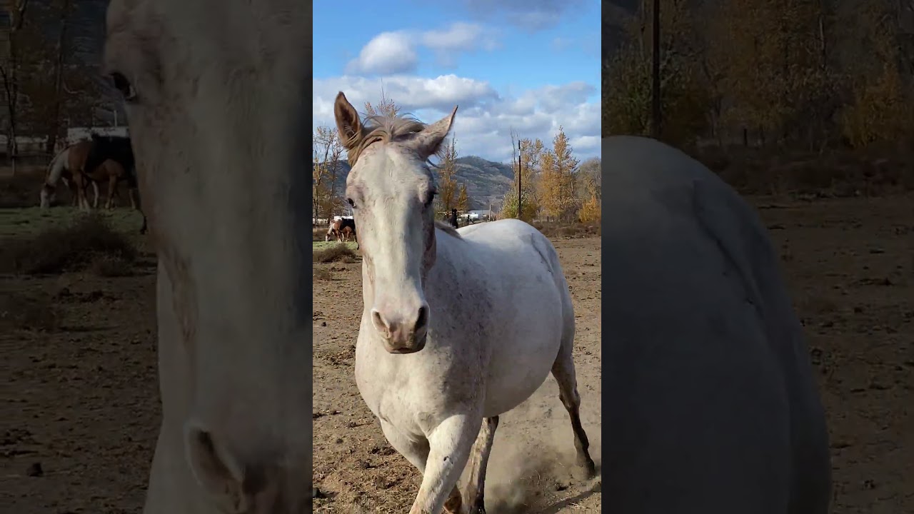 When the horses hear me calling #camilleshorsemanship