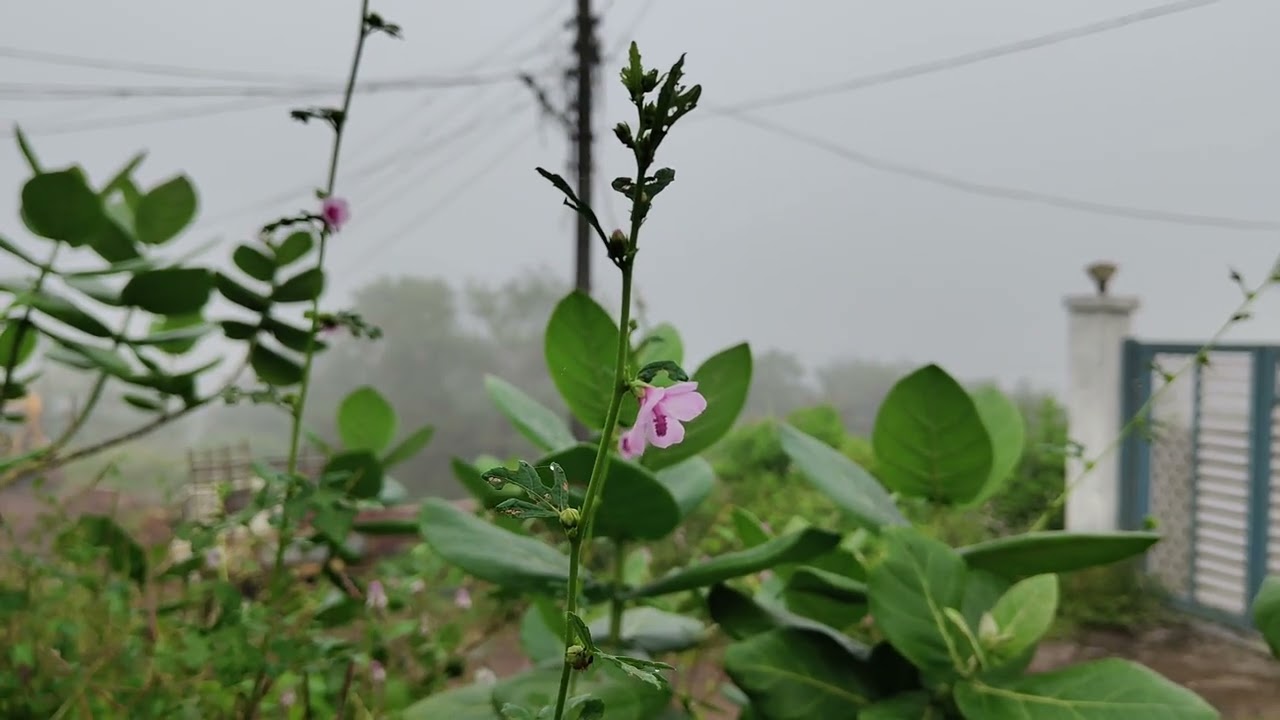 Morning Mist and Wild Blooms 🌸 | Calm Nature Winter ☃️ ❄️ Vibes 🏔️📍❌