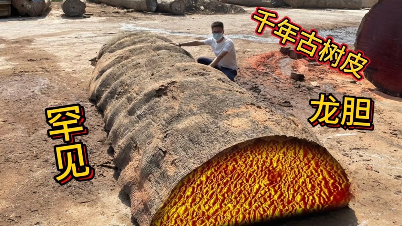 花400000买颗千年古树，最值钱的却是块树皮，该用来做什么