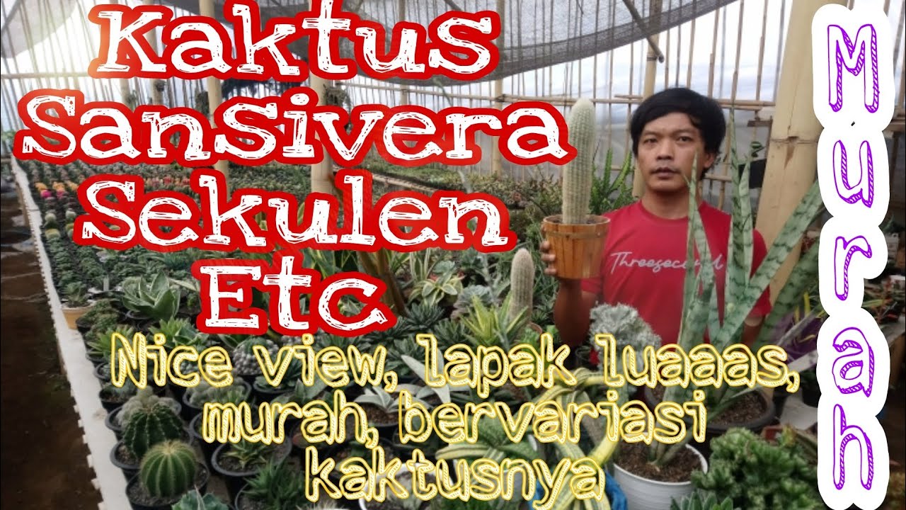 NEMU LAPAK  KAKTUS DI DAERAH LEMBANG YG MURAH  BANGET DAN KOLEKSINYA BERVARIASI START FROM RP  2500