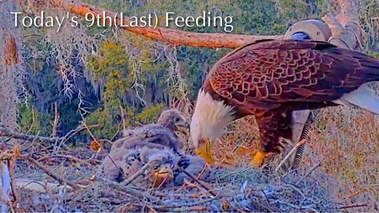#221🦅🐥32°🐥27°／Winter Park Eagle Nest 2026／Against All Odds:One-Eyed Mom／by Winter Park Eagle Cam