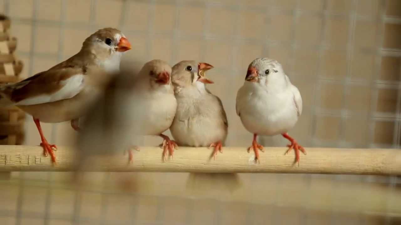 Zebra finch babies feeding older sibling!!