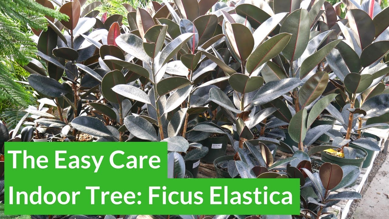 Комнатное дерево, не требующее особого ухода: фикус эластика (Ficus Elastica) / Joy Us Garden