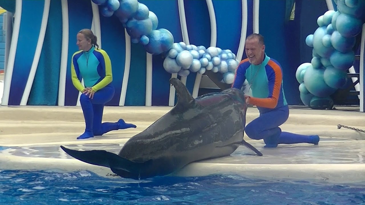 Dolphin Days (Full Show) July 11 2018 - SeaWorld Orlando