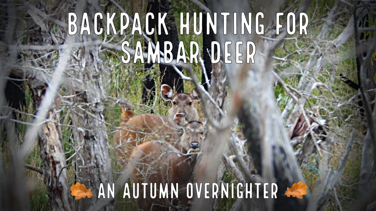 Backpack Hunting For Sambar Deer -  Victorian High Country Autumn Over Nighter #sambar #hunting