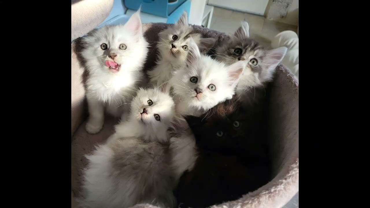 The Maine Coon kittens Libby