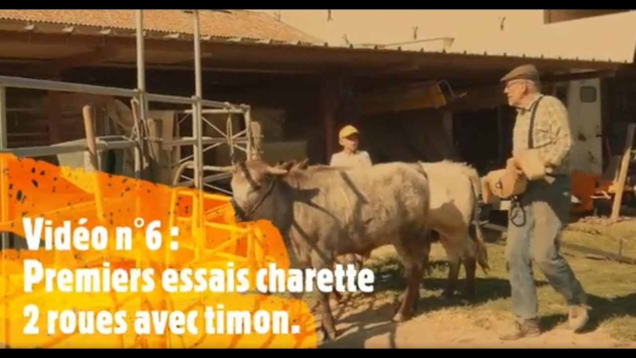 Attelage bœufs Mertolenga - brun jean pierre Beaucaire
