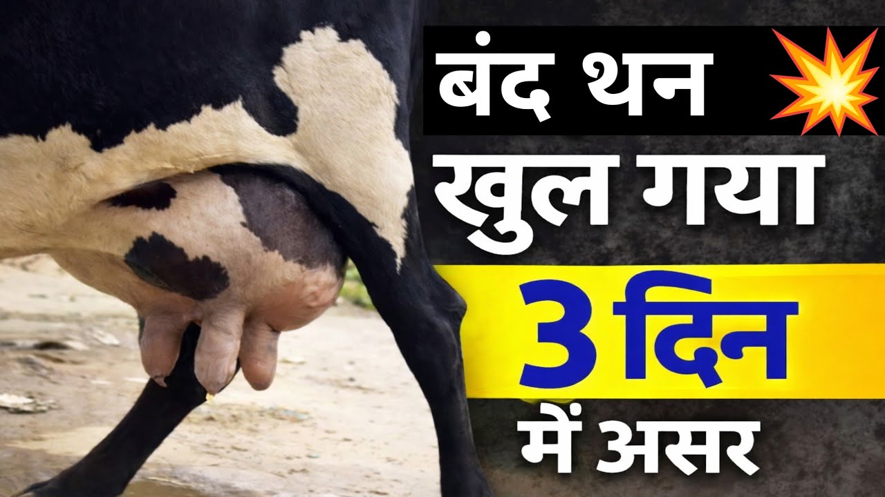 Band Than Ka Ilaj 🔥 गाय भैंस के बंद थन का इलाज 👉 बंद थन का सही इलाज‼️Band Than Ka Sahi Ilaj 