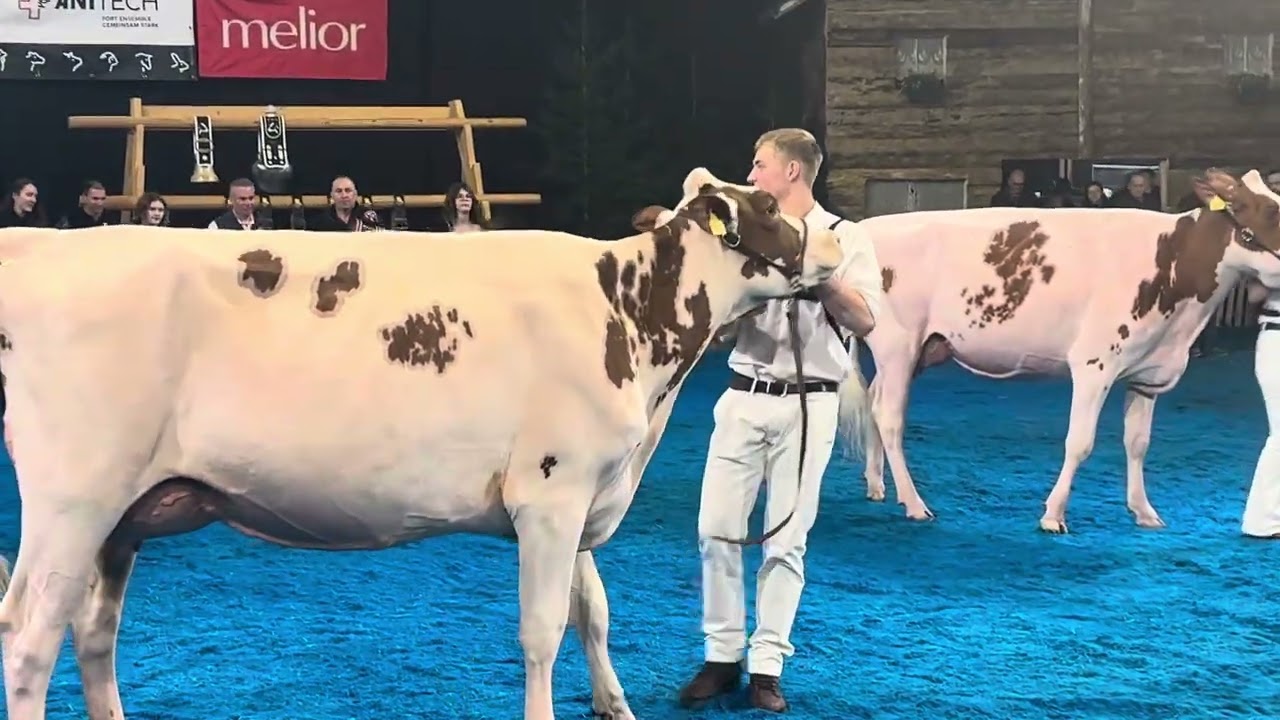 Junior Champion Red Holstein Expo Bulle 2025
