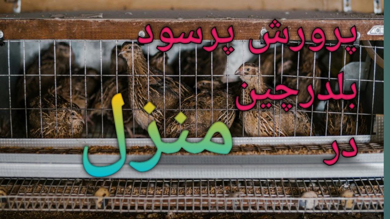 آموزش پرورش بلدرچین , کسب درامد از بلدرچین