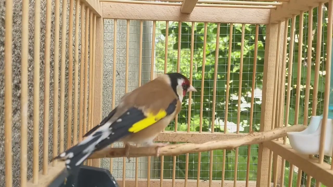 sticlete se campie(2)