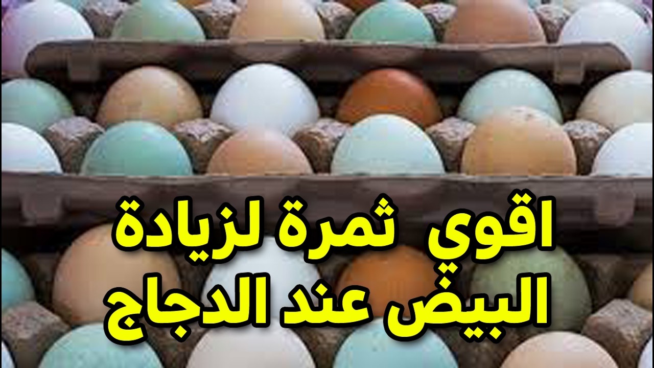 اقوي ثمرة لزيادة البيض عند الدجاج الكل مجربها وعارفها الدجاج هيكر بيض قدام عنيك
