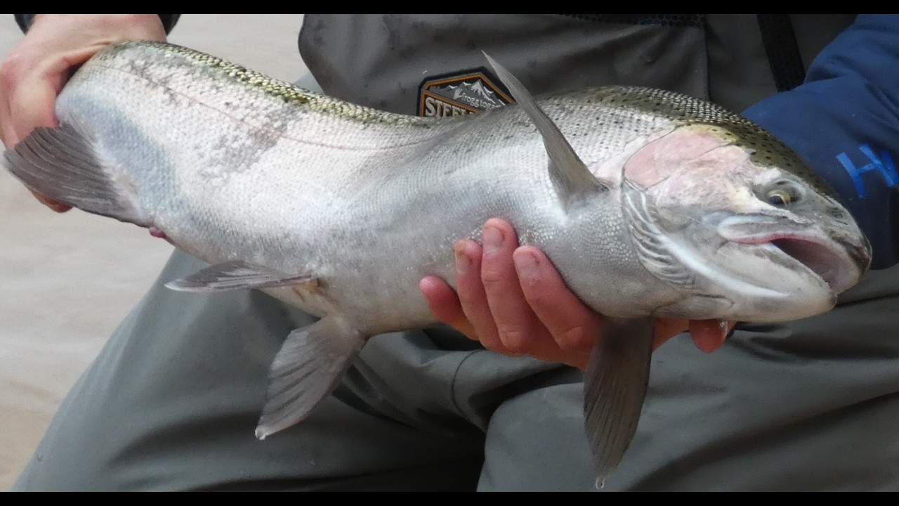 Steelhead Fishing Tippy Dam March 7th 2026