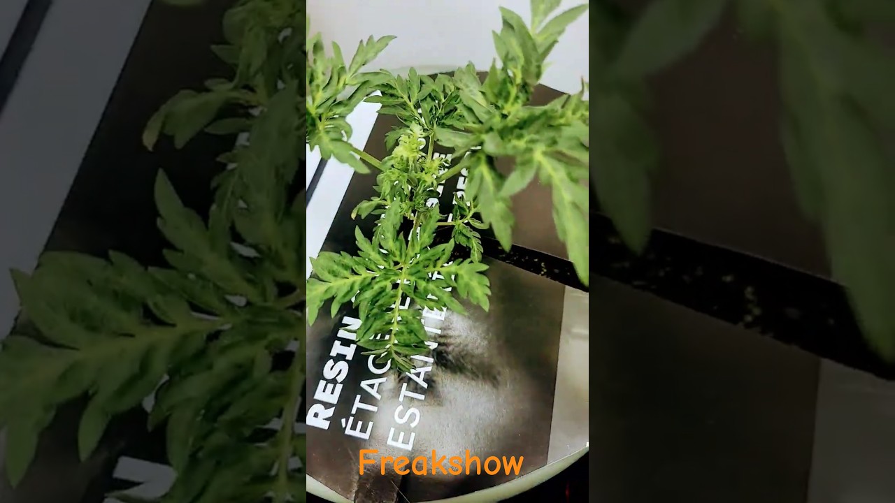 #420 #feminized #freakshow #mutant #homegrow #strain #cannabis #homegrown #plants #cannabiscommunity