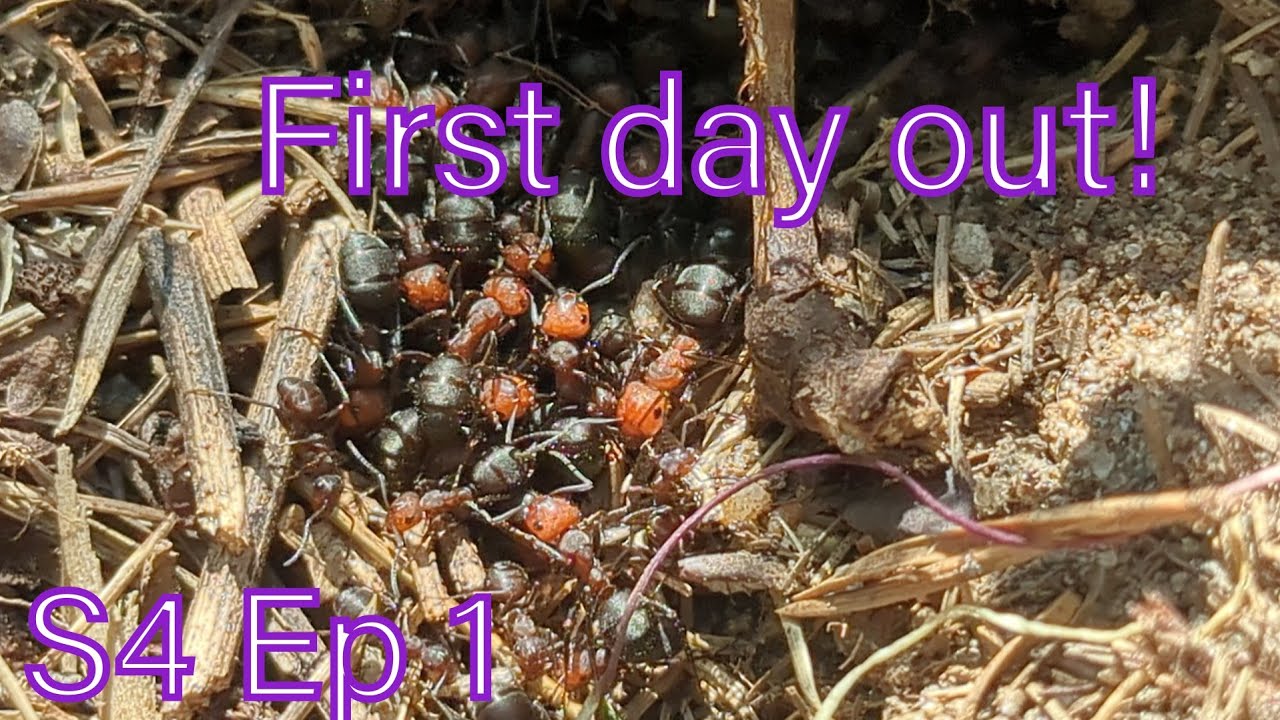 Anting in Northern Wisconsin s4 Ep1: First day out!