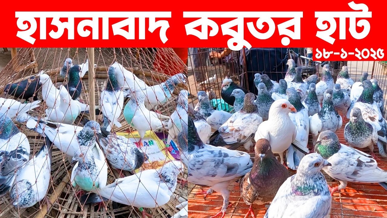 হাসনাবাদ কবুতর হাট ১৮-১-২০২৫ || kobutor hat 2025 || pigeon market in bd || Hasnabad kobutor hat