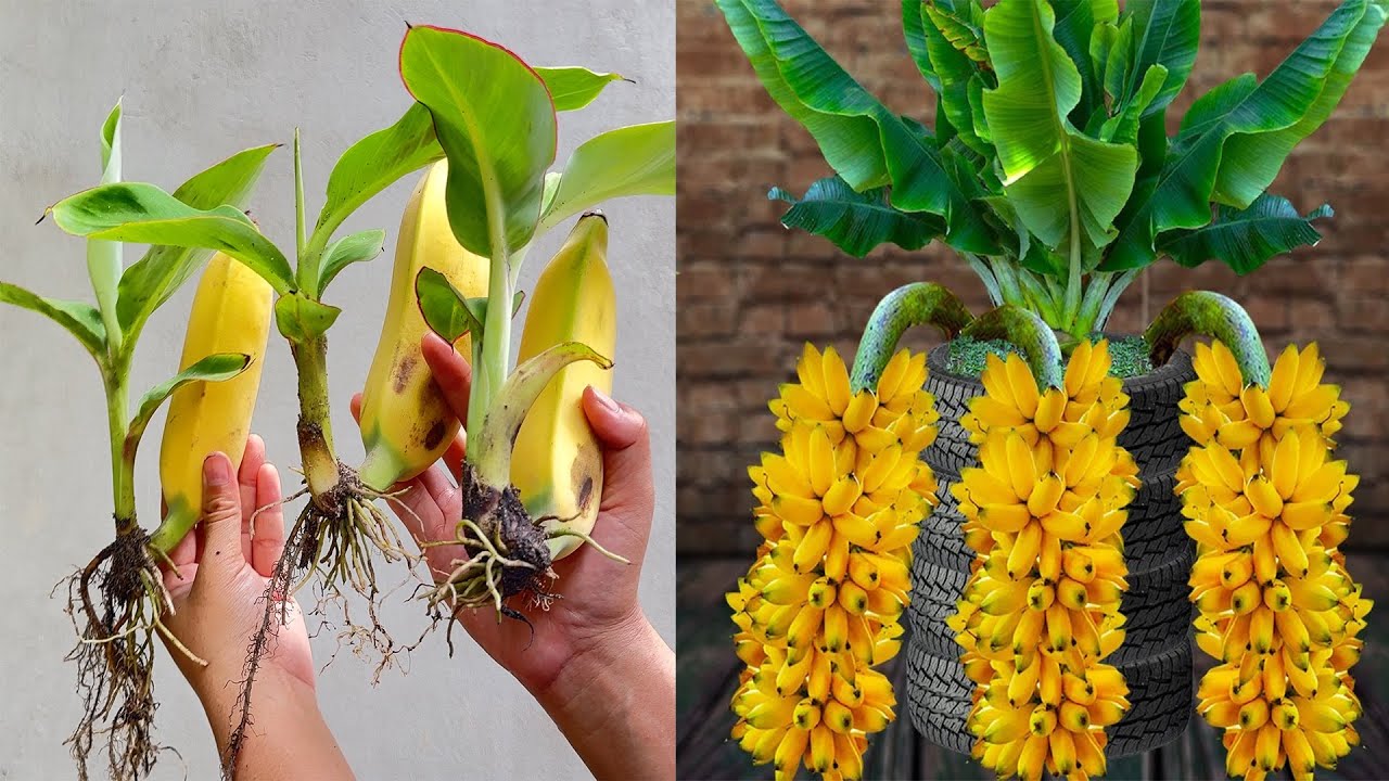 🌱UNIQUE RAPID PROPAGATION TECHNIQUE / stimulate banana plants to grow in a few days