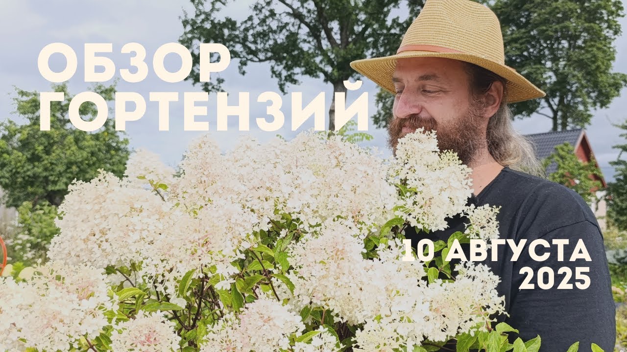 🌸 Обзор гортензий августа 2025 — самые красивые и крупные сорта! 🌸