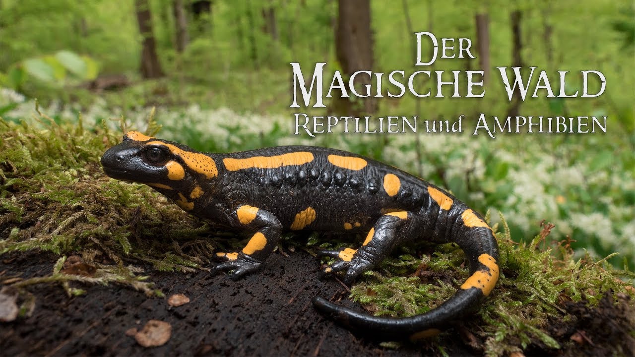 Der Magische Wald Reptilien und Amphibien-Natur Doku