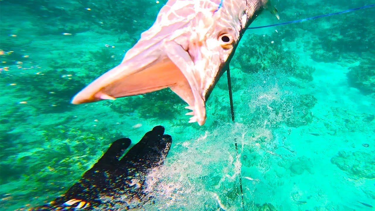 Un barracuda fonce sur mon visage ! Pêche sous-marine & dégustation garantie