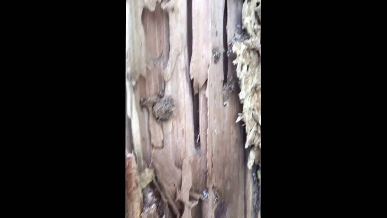 Carpenter ants Total Destruction