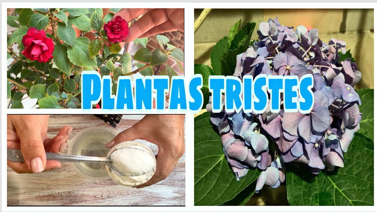 Las hojas 🍃 de tus plantas se ponen TRISTES y no sabes porque 😕 | Descúbrelo  AQUÍ ❤️