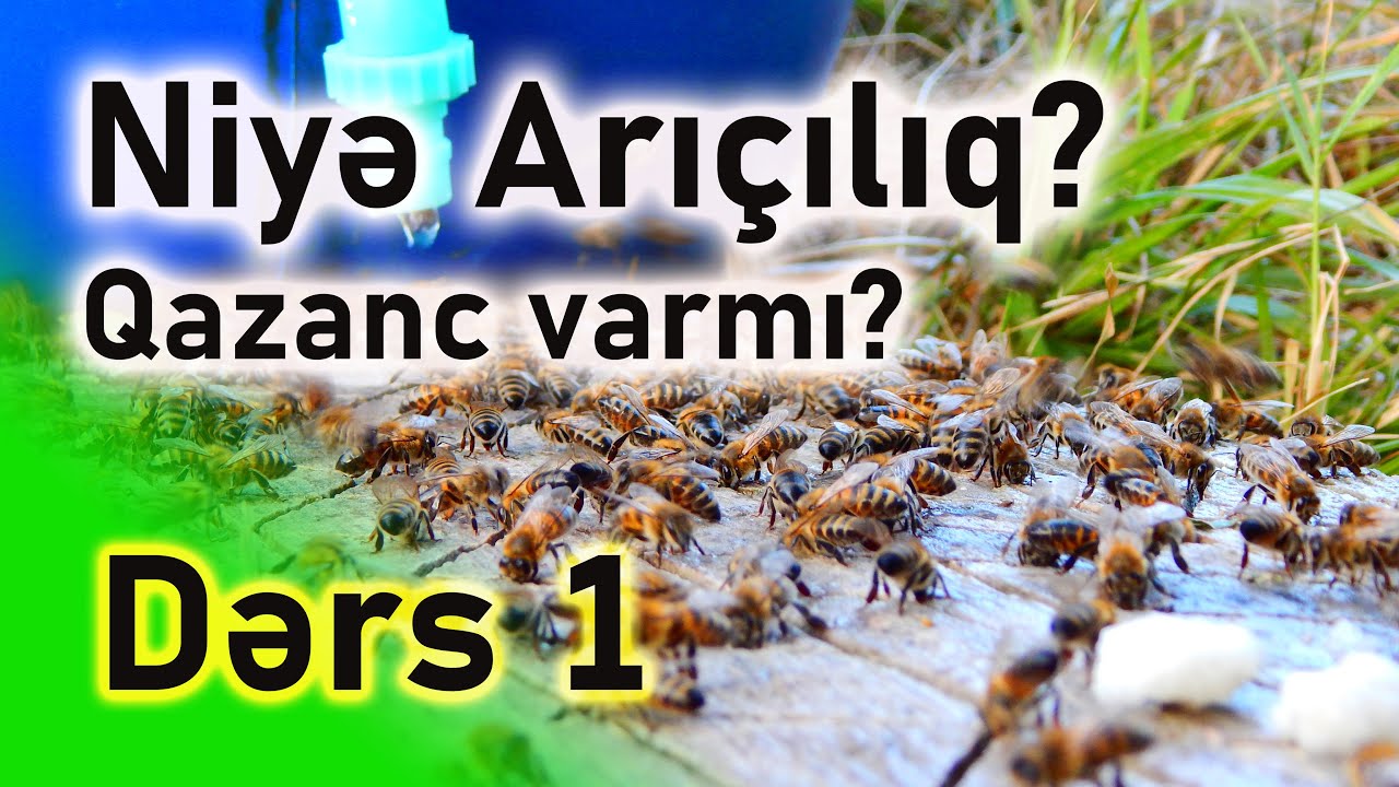 Niyə, arıçılıq? Bu işdə qazanc varmı? | Sıfırdan Arıçılıq. DƏRS -1.