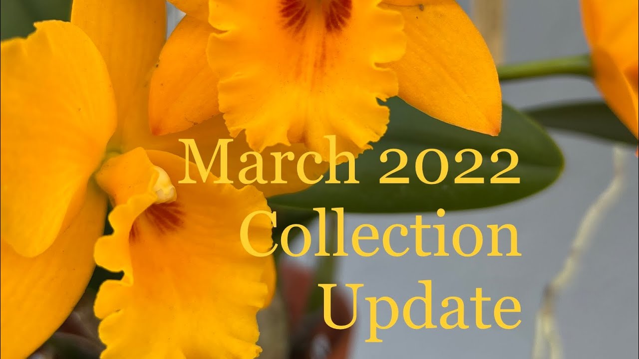 Orchid Collection Update: March 2022; Bonus Monarch Content