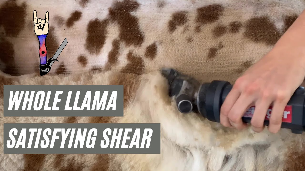 Shearing the Belly and Legs of Llamas- SO SATISFYING!