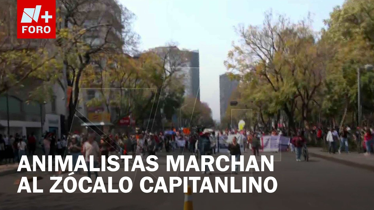 Animalistas marchan al  Zócalo; exigen el regreso de animales del Refugio Franciscano - Las Noticias