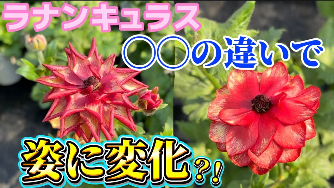 ◯◯の違いで姿に変化？！【ラナンキュラスラックス】【ランドセルシリーズ】【園芸のぶチャンネル】