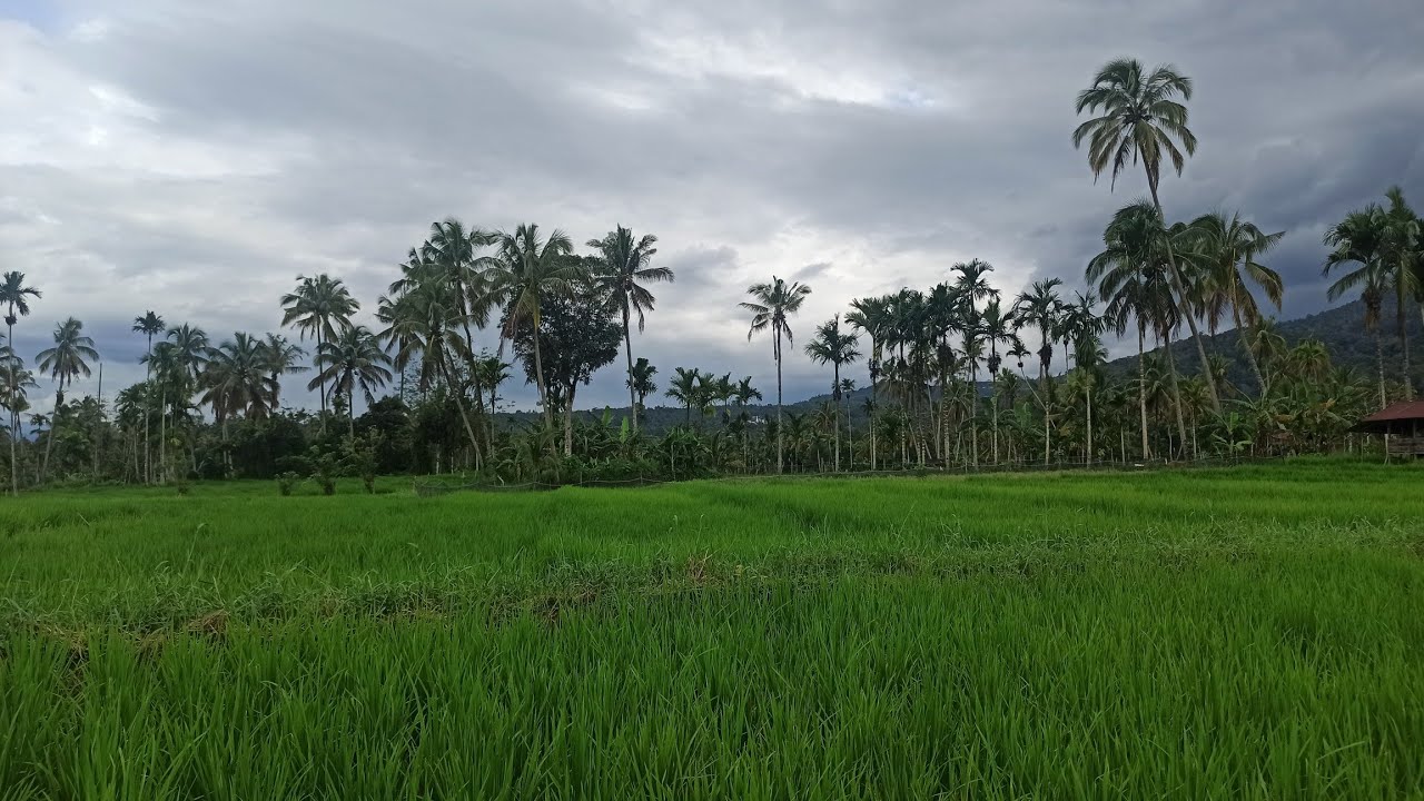 Pagi yang Allah hadiahkan 🌤️Sawah hijau, udara segar,dan hati yang belajar bersyukur.