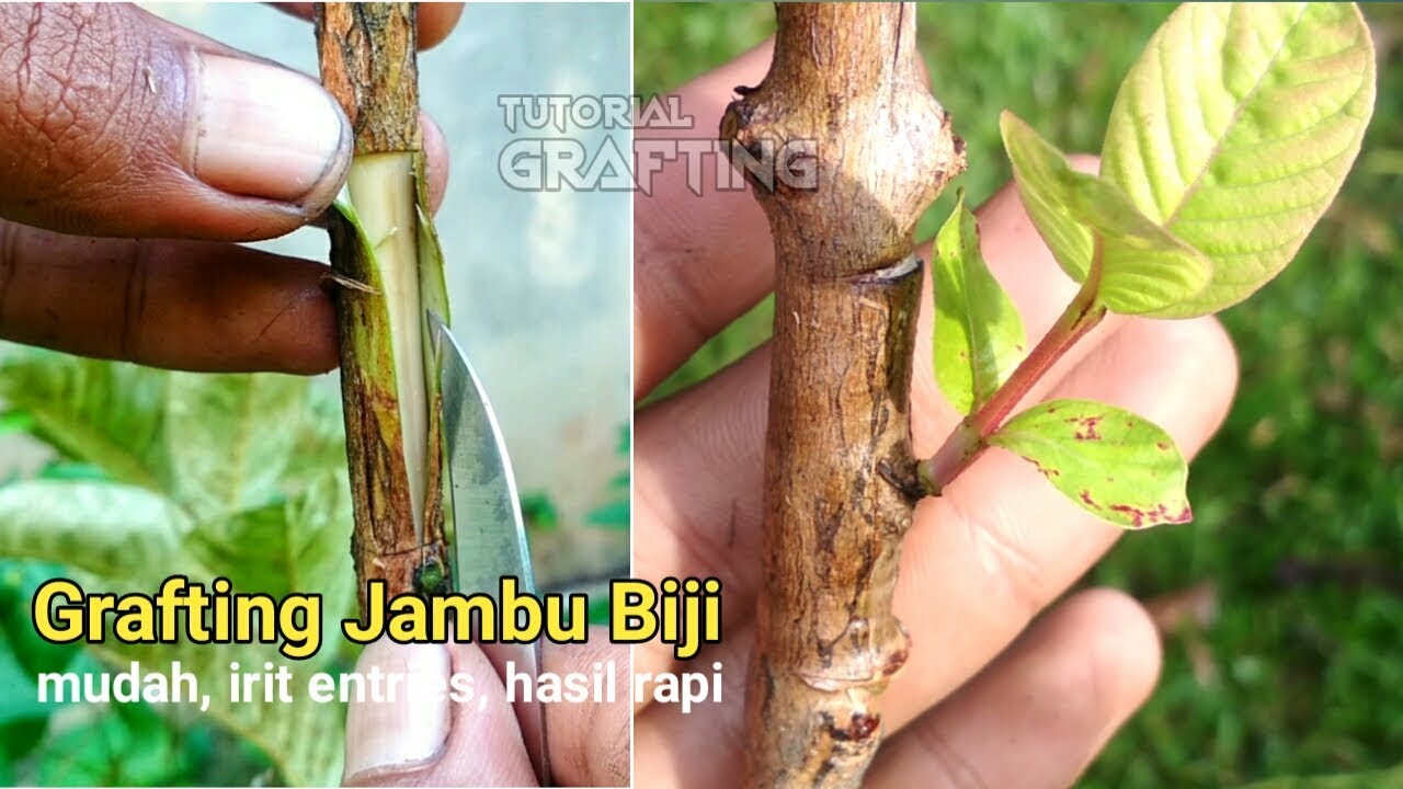 Grafting Jambu Biji || Tempel Mata Tunas Jambu Biji
