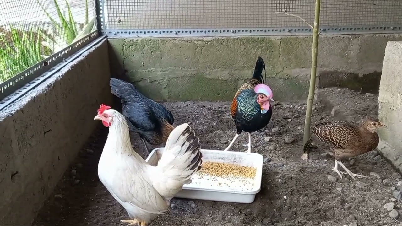 CARA TERNAK AYAM HUTAN