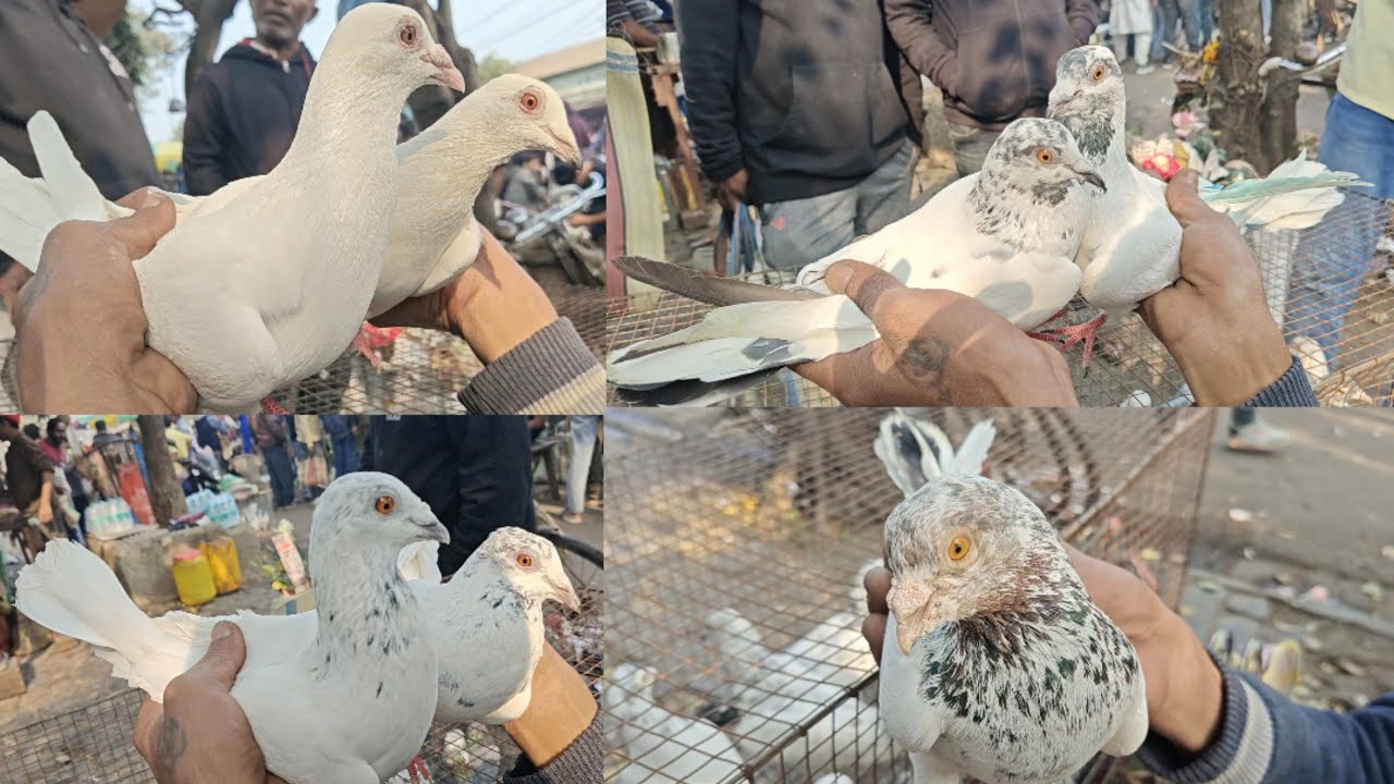Babu bhai ka Andhra pigeon | galiff street pigeon market kolkata 