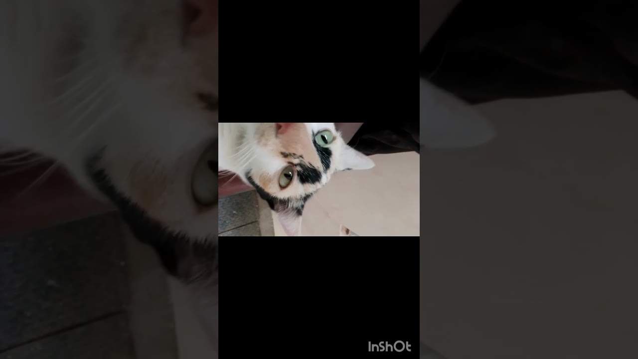 Ram nu sollum 😺