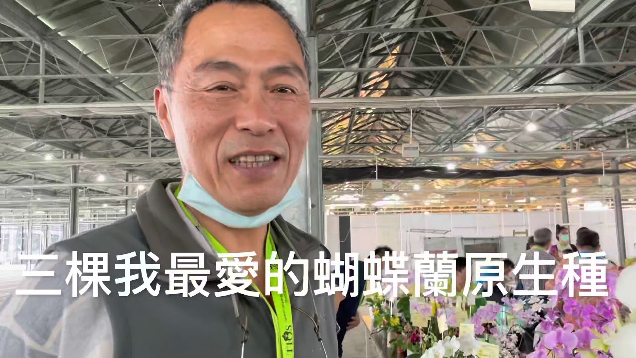 三棵蝴蝶蘭原生種/2021台灣線上國際蘭展/蝴蝶蘭組朱品聰組長分享