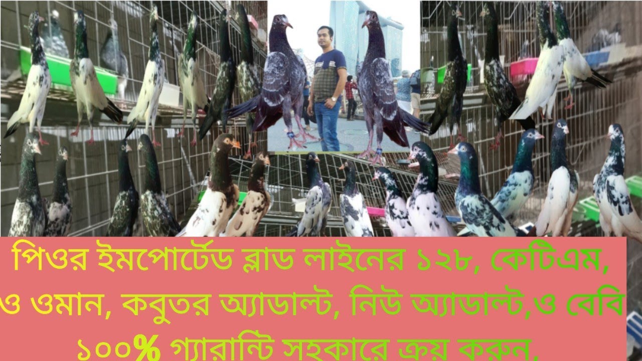 পিওর ইমপোর্টেড ব্লাড লাইনের,১২৮ কেটিএম ও ওমান এডাল্ট নিউ এডাল্ট ও বেবি গ্যারান্টি সহকারে ক্রয় করুন 