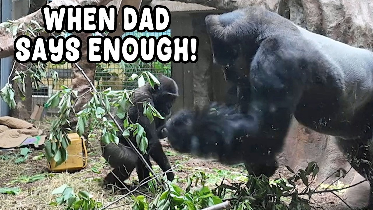 The Heart of a Dad, the Strength of a Silverback