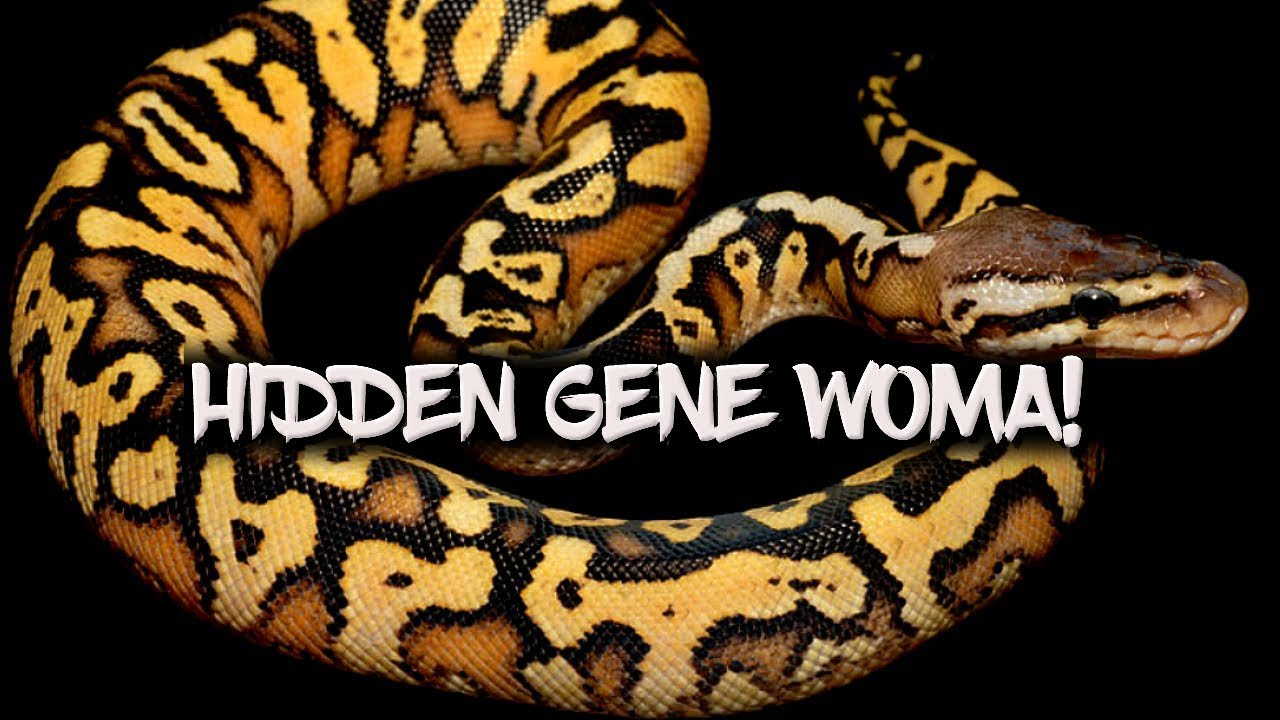 The basics of the 'Hidden Gene Woma' ball python morph