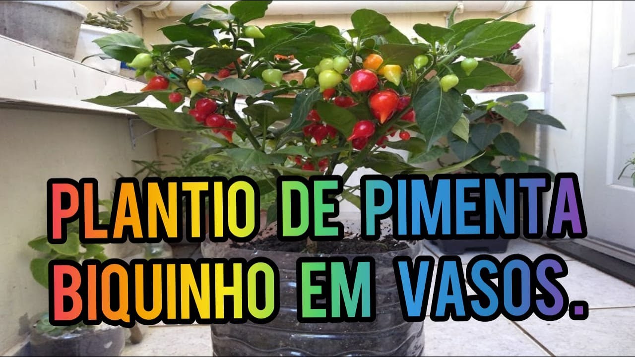 COMO PLANTAR PIMENTA BIQUINHO EM VASOS .