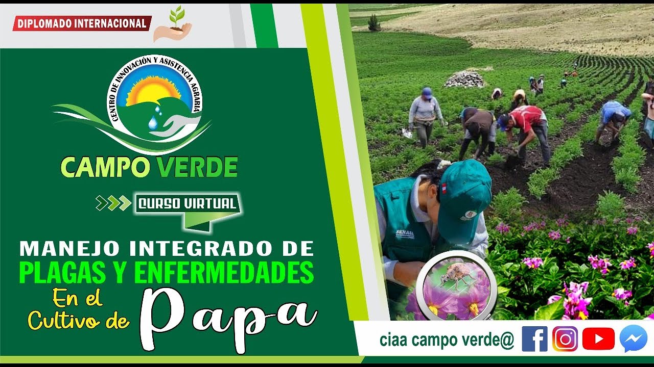 ✅ Manejo integrado de Plagas y Enfermedades en el Cultivo de la Papa 🥔🥔🥔