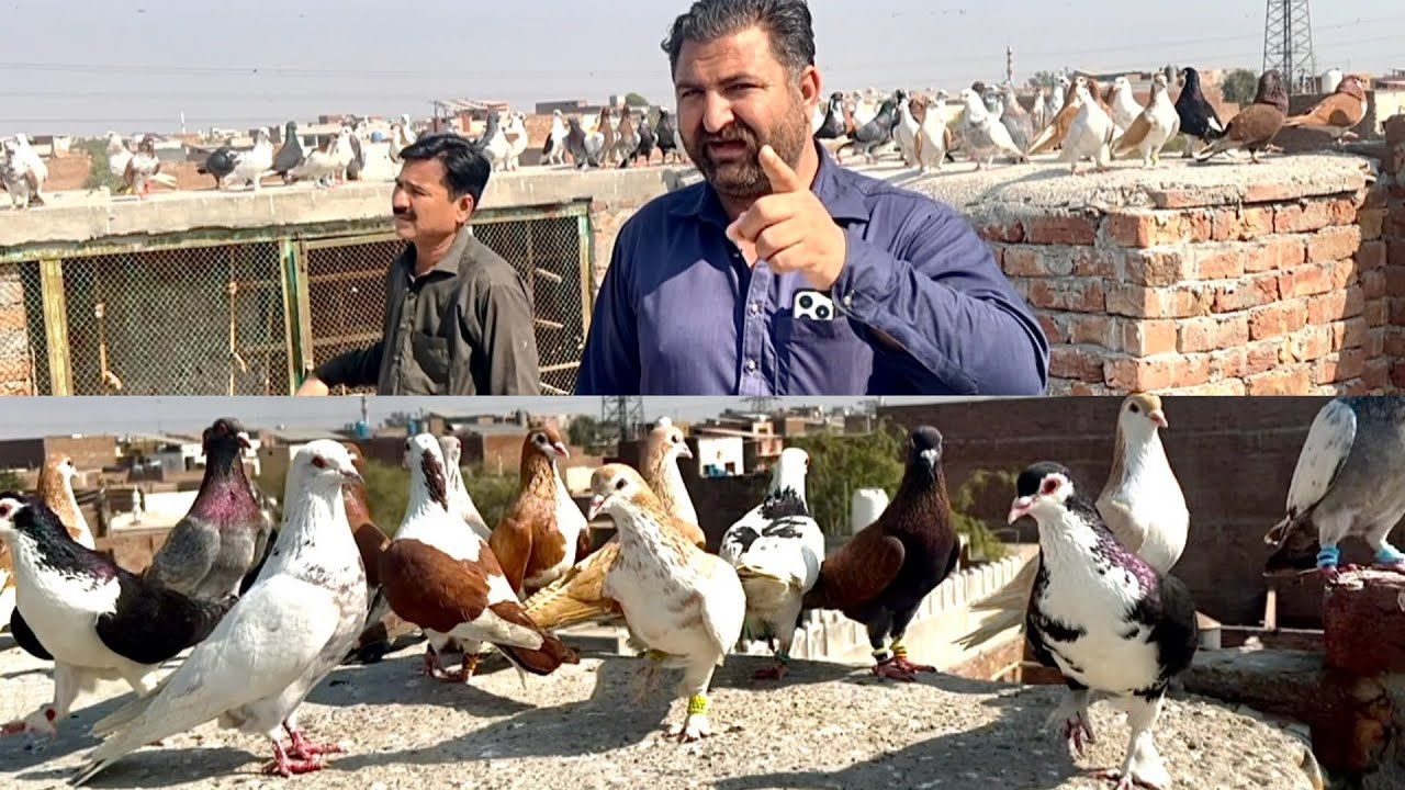 Today new entry 😱🥰 fighter 80 kabuter le ye ha#pigeon #pegionsvideos #bird #pigeonlaver #kabootar 