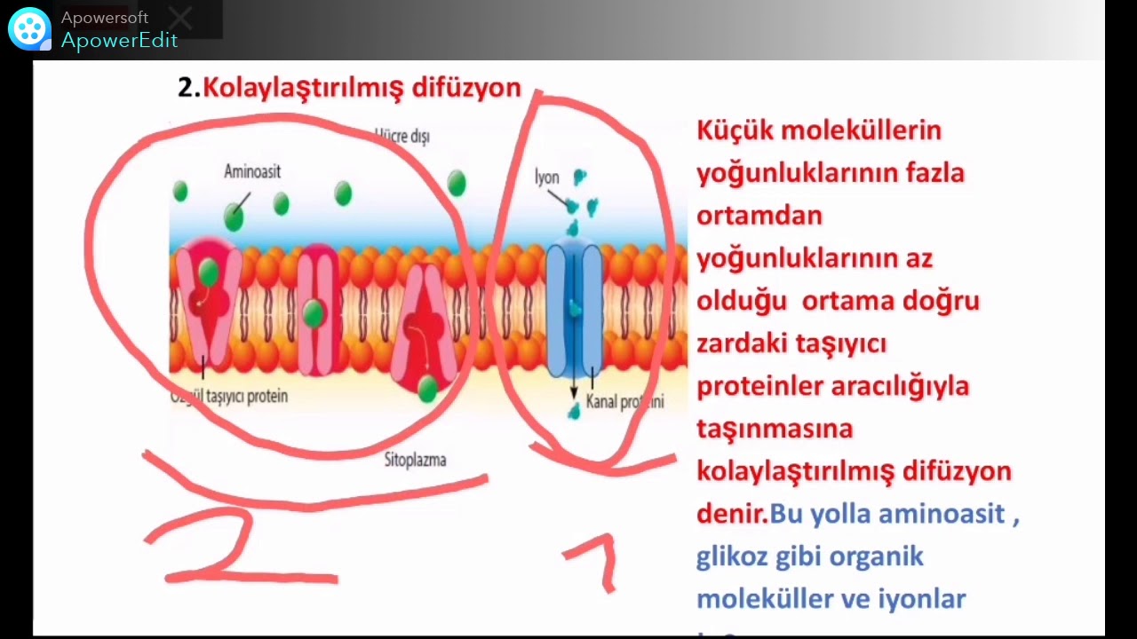 PASİF TAŞIMA (Basit dif&uuml;zyon,kolaylaştırılmış dif&uuml;zyon)