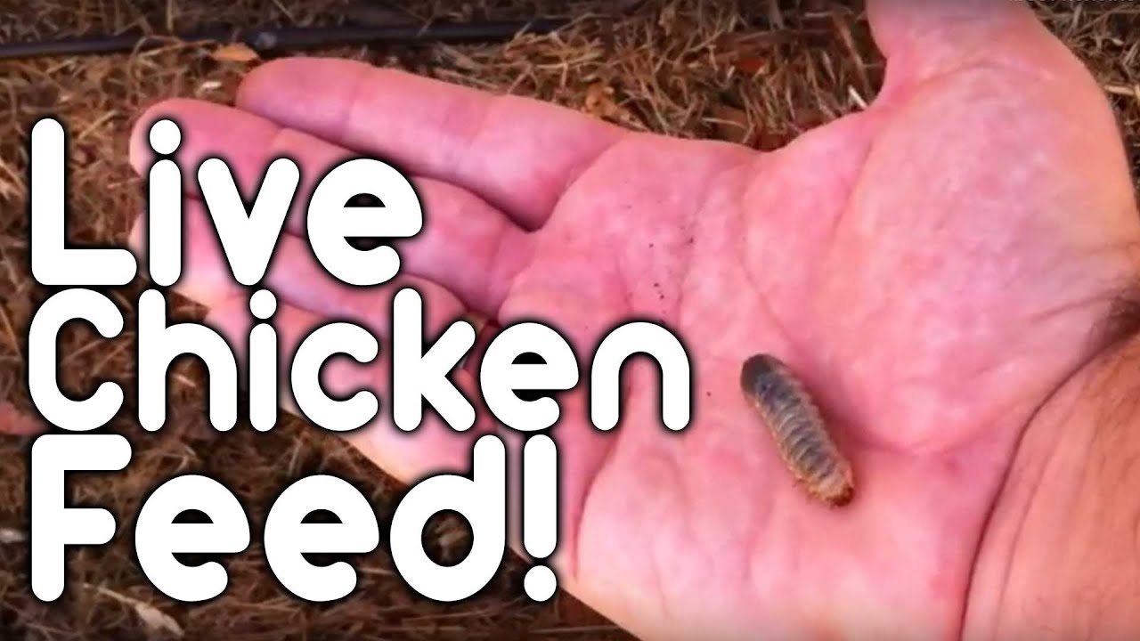 Live chicken feed!