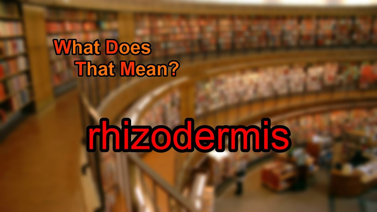 What does rhizodermis mean?