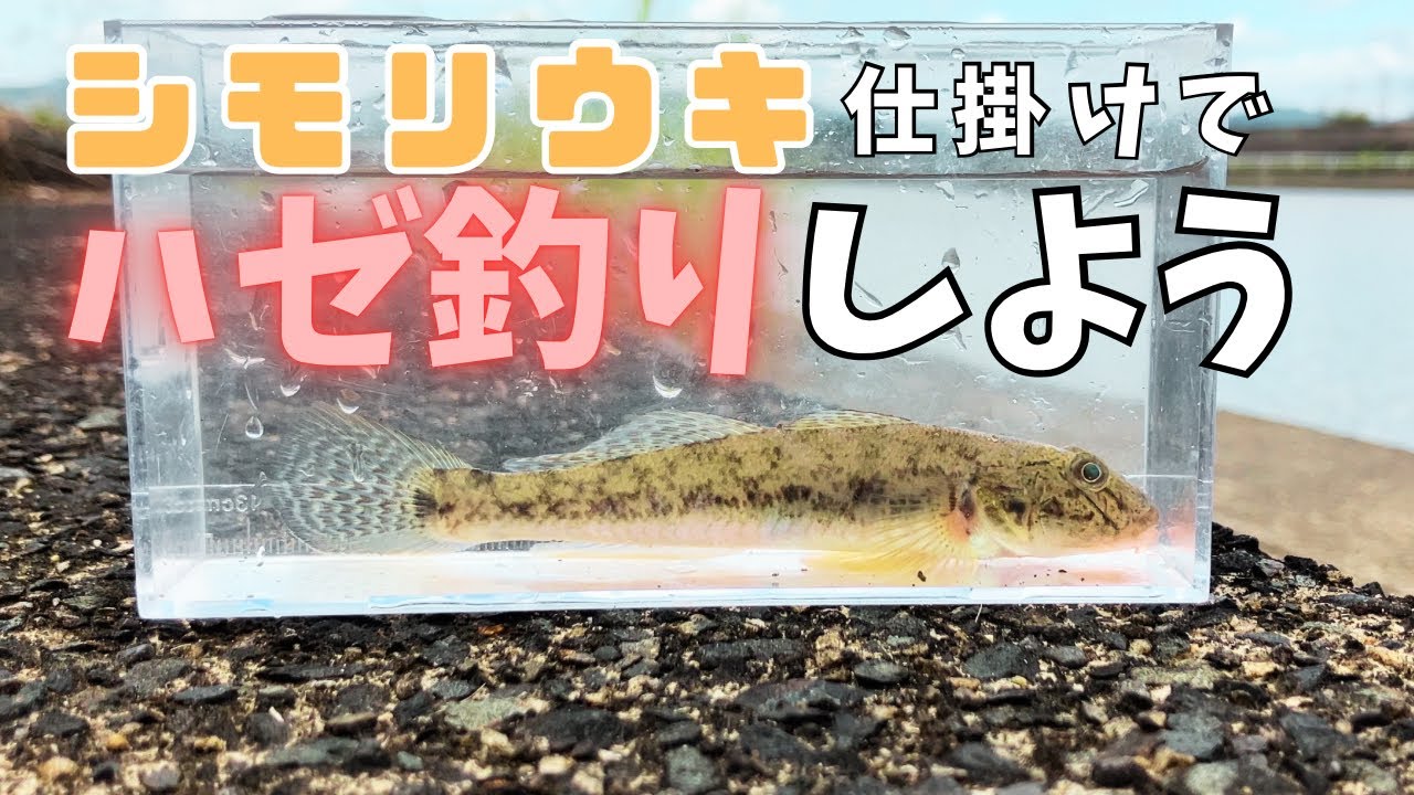 釣り初心者にもオススメ！シモリウキ仕掛けでハゼ釣りを楽しむ
