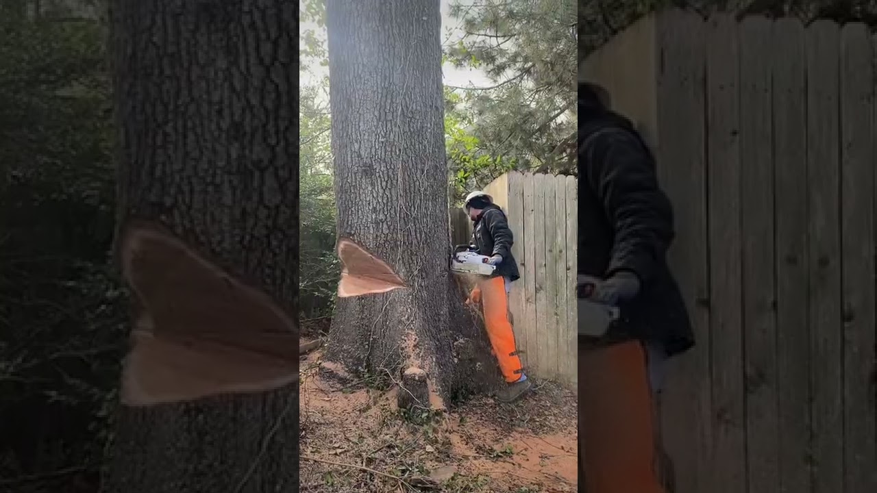 Tree Cutting - Tulsa Tree Removal