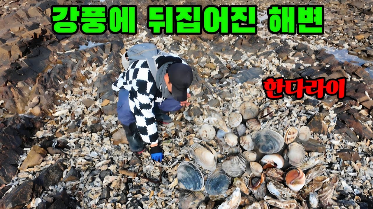 강력한 바람이 몰아친 해변에 줍기만 해도 대박납니다